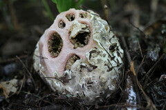 Clathrus transvaalensis