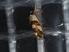 Philenora aspectalella