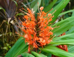 Hedychium coccineum