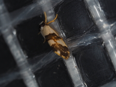 Philenora aspectalella