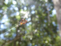 Gasteracantha sanguinolenta