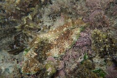 Dolabrifera brazieri