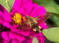 Hemaris fuciformis