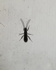 Hymenoptera
