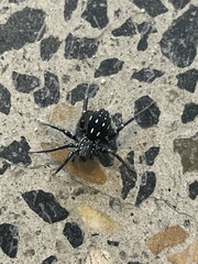 Nyssus albopunctatus