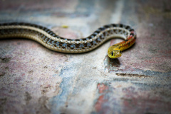 Amphiesma stolatum