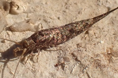 Meinertellidae