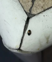 Coccinellidae