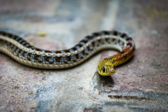 Amphiesma stolatum