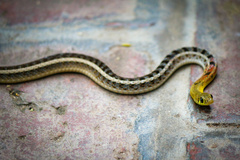 Amphiesma stolatum