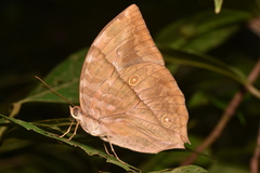 Zeuxidia amethystus