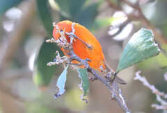 Loxops coccineus