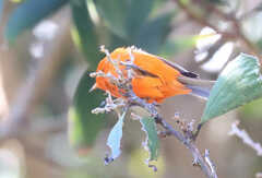 Loxops coccineus