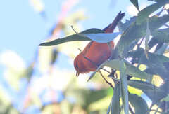 Loxops coccineus