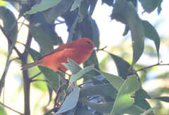 Loxops coccineus