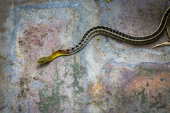 Amphiesma stolatum