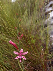 Gladiolus humilis
