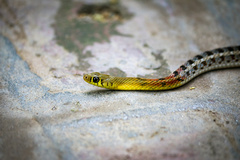 Amphiesma stolatum