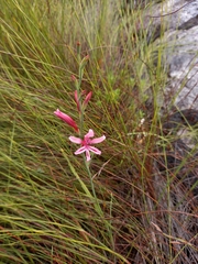 Gladiolus humilis