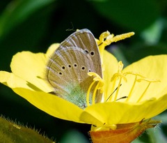 Glaucopsyche lycormas