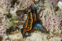 Roboastra gracilis