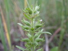 Rough False Pennyroyal - Photo (c) Matt Lavin, some rights reserved (CC BY-SA)