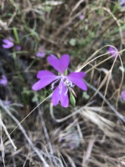 Clarkia biloba