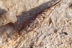 Meinertellidae