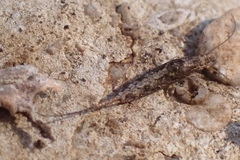 Meinertellidae