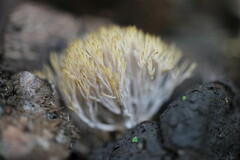 Pterula subulata