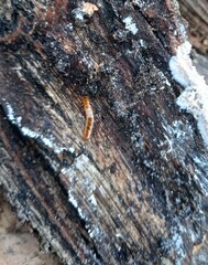 Cucujus cinnaberinus