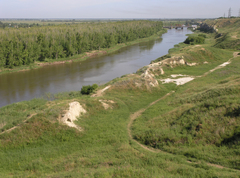 Populus