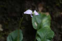 Viola diffusa