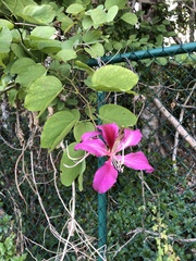 Bauhinia × blakeana