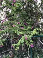 Bauhinia × blakeana