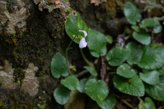 Viola diffusa