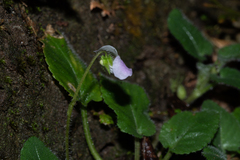 Viola diffusa