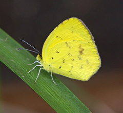 Eurema desjardinsii