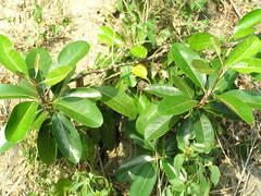 Planchonella obovata