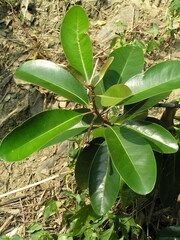 Planchonella obovata