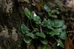 Viola diffusa
