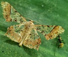 Krananda semihyalina