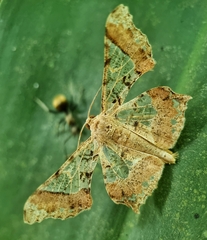 Krananda semihyalina