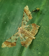 Krananda semihyalina