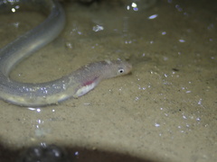 Pisodonophis boro