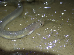 Pisodonophis boro