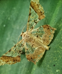 Krananda semihyalina