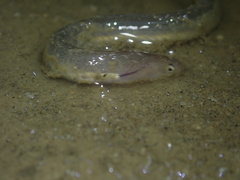 Pisodonophis boro