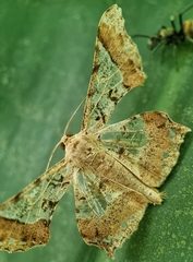 Krananda semihyalina