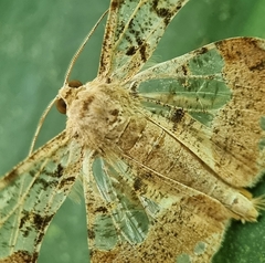 Krananda semihyalina